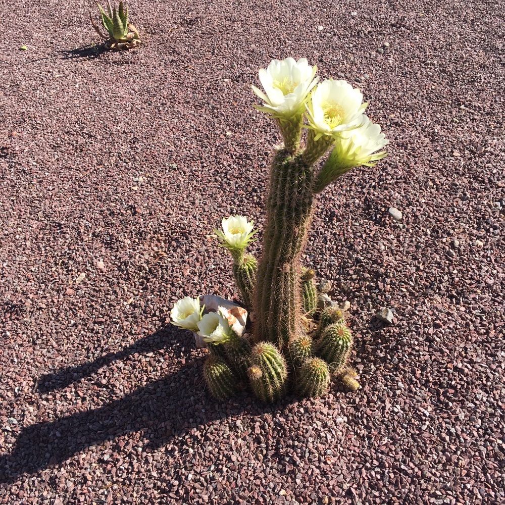 Meet your Posher, Lucy